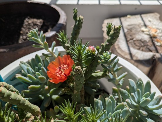 Flowering finger cactus, orange-red flower