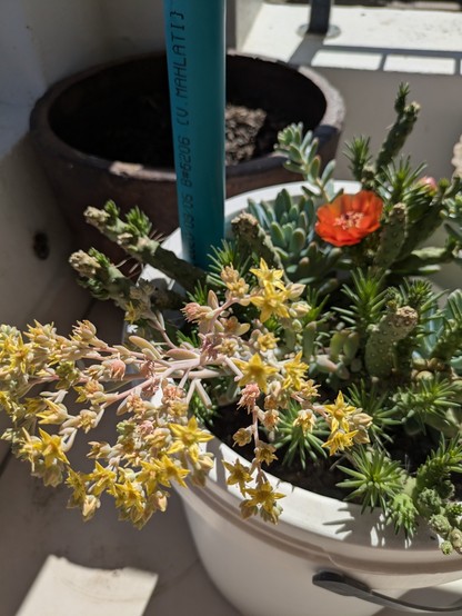 More flowering cactus, yellow flowers.