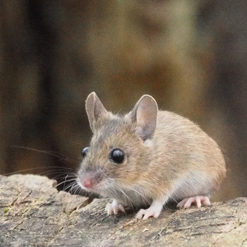 Ein kleines braunes Mäuschen auf einem Baumstumpf 
