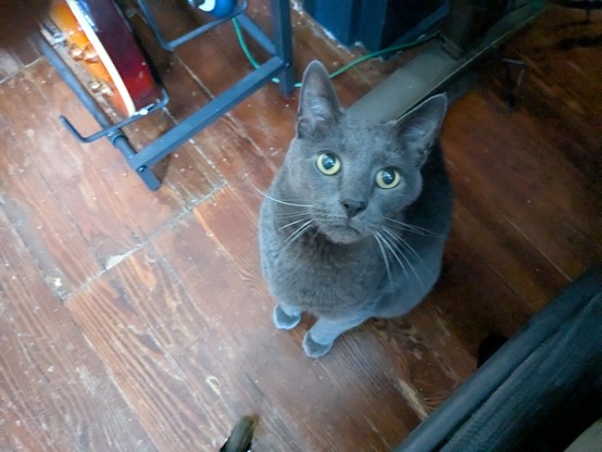Grey cat sitting on hardwood floor looking up implying I betrayed him, but in reality, he is the coward and I must remember that.