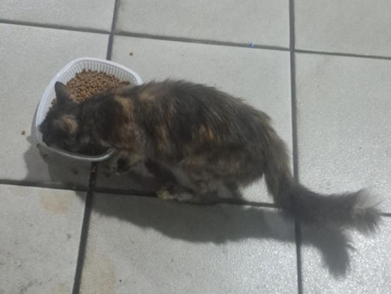 Uma gata escaminha, com rabo de pelo grosso, come ração em um prato de plástico descartável em algum tipo de chão azulejado e sujo.