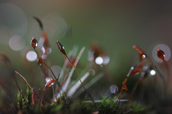 Nahaufnahme von grünem Moos mit braunen Sporenkapseln, einige Wassertropfen als Highlights.