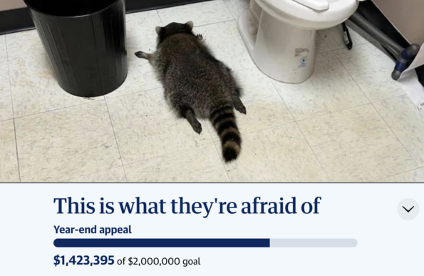 the guardian this is what they're afraid of raccoon 