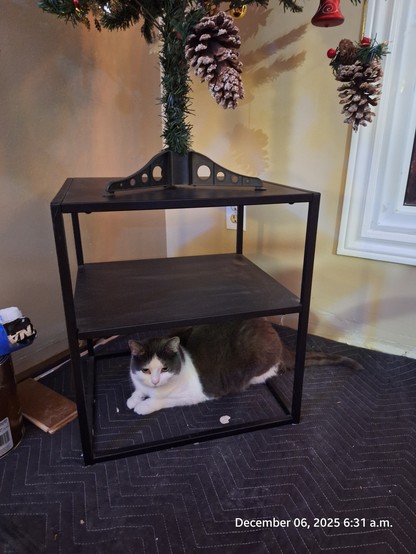 One of our cats patiently waiting for Santa.