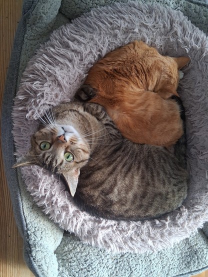 Two cats curled together in a fuzzy pet bed. The smaller of the two is an orange short haired tabby and is fast asleep. She has her back towards the larger, who is a silver tabby and is looking up at the camera with expectant green eyes.