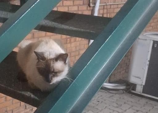 Um gato siamês está sentado em uma escada verde escura. A escada é feita de metal e está em frente a uma parede de tijolos laranja. O gato tem pelo bege claro, pelos escuros no rosto e patas escuras.

Fornecido por @altbot, gerado localmente e de forma privada usando Gemma3:27b e editado posteriormente pelo autor do toot.

🌱 Energia utilizada: 0.066 Wh