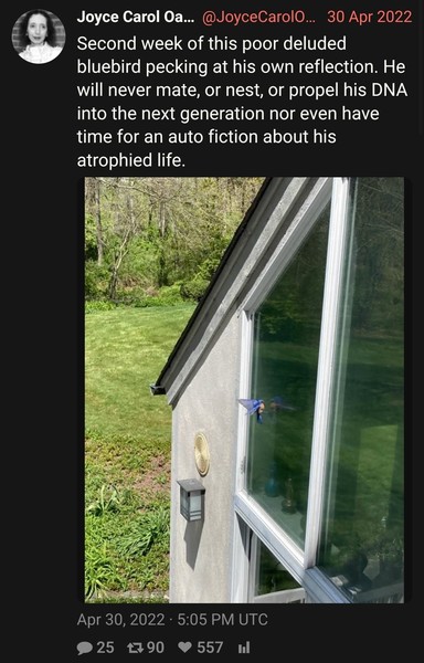 Joyce Carol Oates on bluebird in her yard: Second week of this poor deluded bluebird pecking at his own reflection. He will never mate, or nest, or propel his DNA into the next generation nor even have time for an auto fiction about his atrophied life.