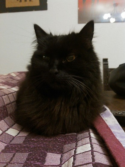 se ve un gato de pelo largo y negro con los ojos amarillos descansando sobre una manta de cuadros morados.