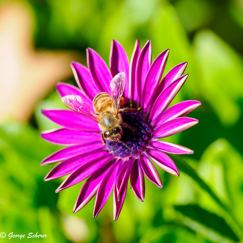 Close-up of a western honeybee, seen from above, on an African Daisy, with light purple petals and  a dark bluish-purple center, against an out of focus green background.