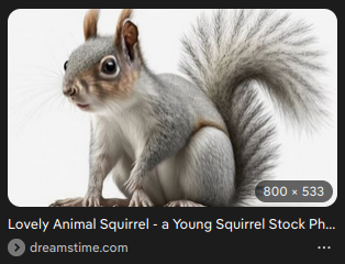 Lovely Animal Squirrel- a Young Squirrel Stock Photo