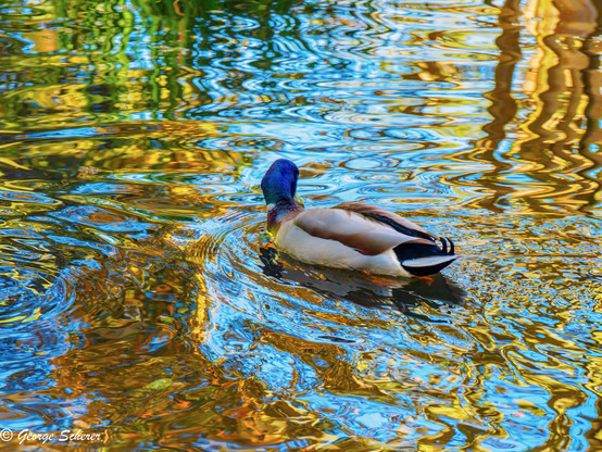 Image of a duck swimming away from the camera on the surface of a pond.  The duck is making a complicated pattern of waves on the pond that reflect blue, gold and green from the sky and the background.