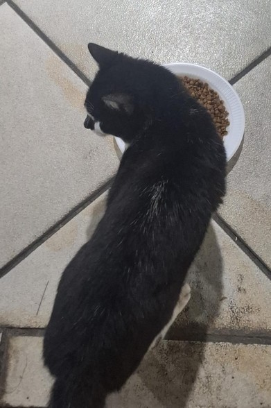 Um gato preto e branco, que visto de cima parece mais preto do que branco, está olhando para o lado, a frente de um pequeno prato plástico cheio de ração. O chão é azulejado e um pouco sujo, o que sugere algum tipo de ambiente externo.