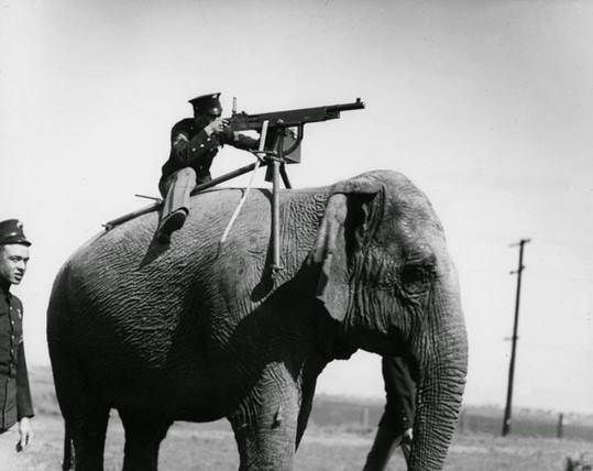 split legs, precarious Colt M1895, elephant prolly done with this bullshit