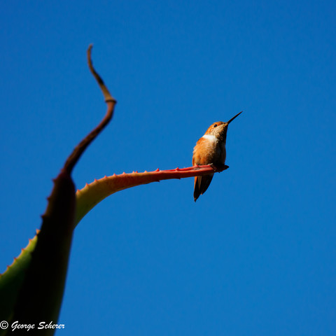 A reddish hummingbird perched on a succulent branch (possibly a large aloe), seen from below against a brilliant blue sky.