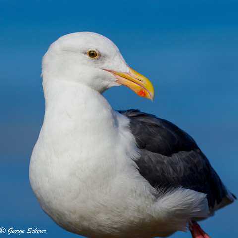 Close up of the chest and head of a Western Gull, with white feathers on the chest, dark feathers on its back, and a yellow beak with a red spot near the tip.  The bird is looking to the right so that its right eye is facing the camera.  The background is a bright blue clear sky.