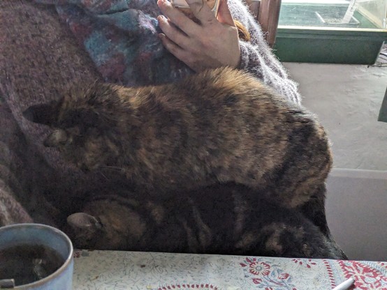 A cat that has crawled on top of another cat on a lap