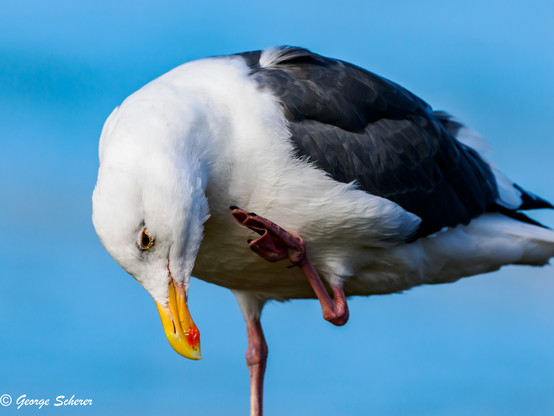 Close up of a western gull, standing against a bright blue sky.  The bird is standing on one foot, with its head lowered, and using the other foot to reach up towards its head for a scratch.  The gull's head, neck and tummy are covered in pure white flowers, while its back is dark gray.  The beak is yellow, with a red spot on the tip.
