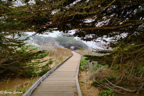 View along the boardwalk on Moonstone beach.  The wooden boardwalk winds away into fog in the the distance.  The image is framed by overhanging tree branches.
