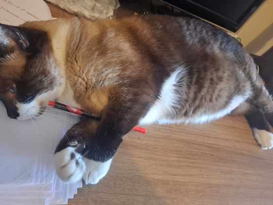 Um gato sialata está deitado em cima do que parece ser um bolo de provas em cima de uma mesa. Suas patinhas seguram uma caneta vermelha próxima à sua boca, sugerindo que ele pretende mordê-la.