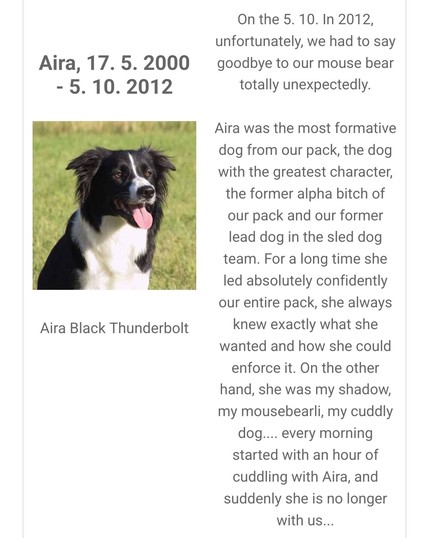 Aira Black Thunderbolt

On the 5. 10. In 2012, unfortunately, we had to say goodbye to our mouse bear totally unexpectedly.
 
Aira was the most formative dog from our pack, the dog with the greatest character, the former alpha bitch of our pack and our former lead dog in the sled dog team. For a long time she led absolutely confidently our entire pack, she always knew exactly what she wanted and how she could enforce it. On the other hand, she was my shadow, my mousebearli, my cuddly dog.... ev…
