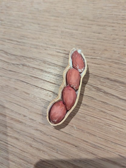 Ein geöffnetes Erdnuss- oder Erdnuss-ähnliches Schalenfruchtstück mit vier darin befindlichen, rostbraunen Kernen liegt auf einer hellbraunen Holzoberfläche mit sichtbaren dunkleren Streifen. Die Schale selbst ist hellbraun und leicht abgenutzt. Die Kerne sind oval geformt, haben eine rötlich-braune Farbe und zeigen vereinzelte helle Flecken. Die Holzoberfläche im Hintergrund weist ein deutliches, parallel verlaufendes Maserungsmuster auf. Das Bild zeigt keine Textelemente.