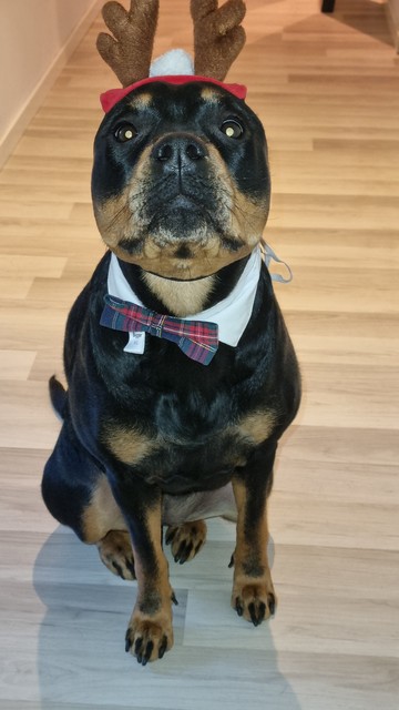 A dog with black and tan fur sits on a light wooden floor. The dog wears brown reindeer antlers with a red band and white pom-pom on top. It also has a white collar and a red-blue plaid bow tie