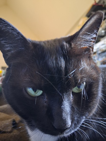 A closeup of a black cat with a tiny bit of white on her chest. She is relaxed and is peering into the camera expectantly.