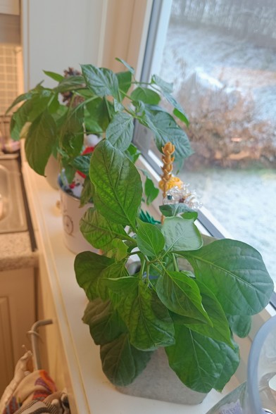 Plants turning theirs leaves away from the window.