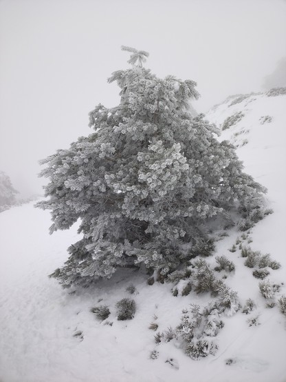 Un árbol, probablemente un pino, cubierto de nieve. Todo está nevado y hay mucha niebla por lo que no se ve el paisaje de monte