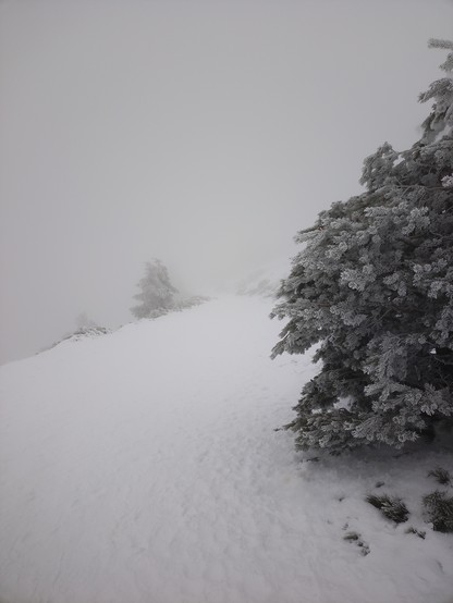 Se ve un camino cubierto de nieve. Los árboles alrededor están cubiertos de nieve y la densa niebla no deja ver el paisaje. Es, básicamente, una foto en blanco