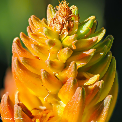 Close up of an inflorescence (a dense cluster of flowers on a single stalk) on an unidentified succulent plant in the Desert Garden.  The unopened buds are mostly yellowish orange.  A few are green.  