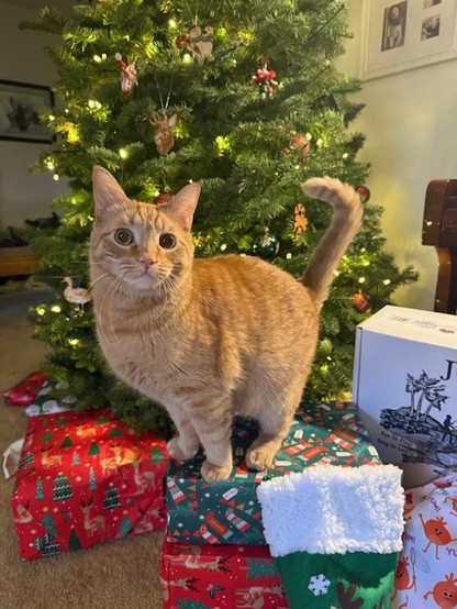 Orange cat standing on a Christmas present in front of a Christmas tree.