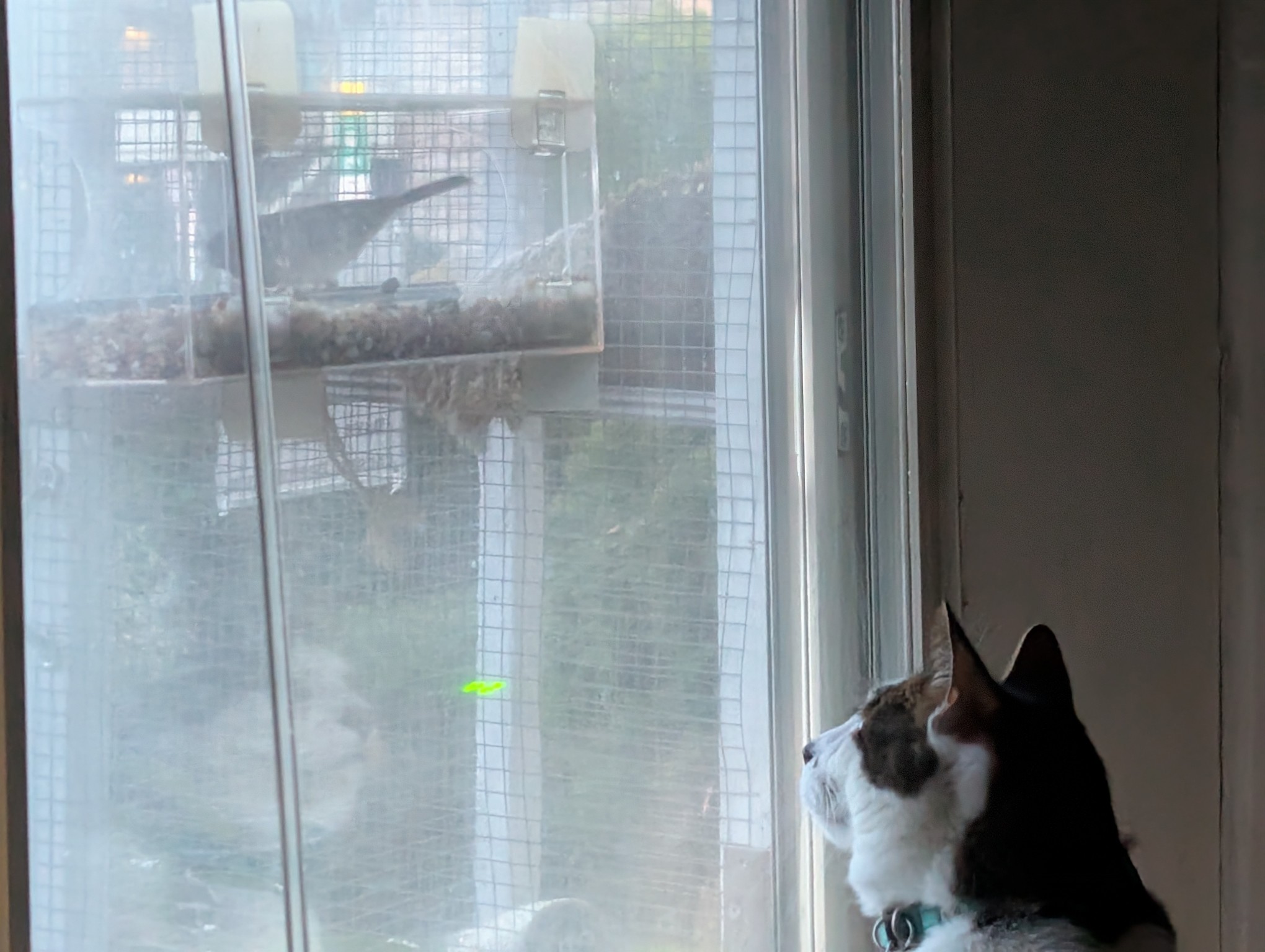 A cat inside, watching a bird in the bird feeder stuck to the outside of the window. There may have been kekekeke sounds.