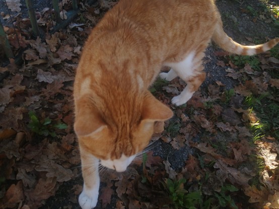Frisby the orange cat, walking outside