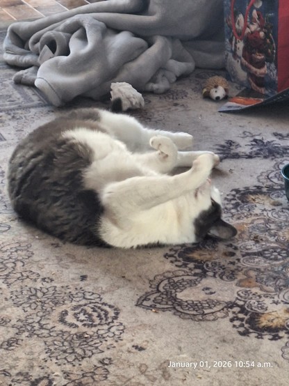 Cat is chilling out.