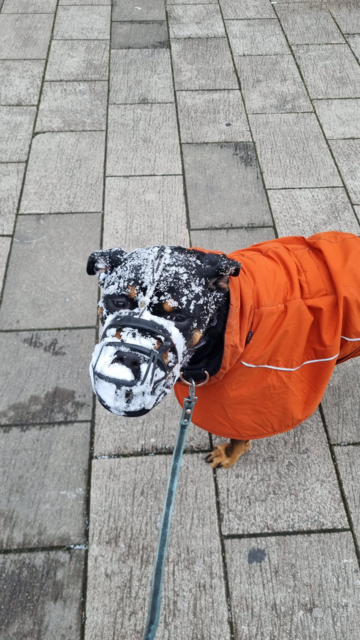 Black and tan Rottweiler mix in orange jacket and muzzle, with head covered in powdery snow
