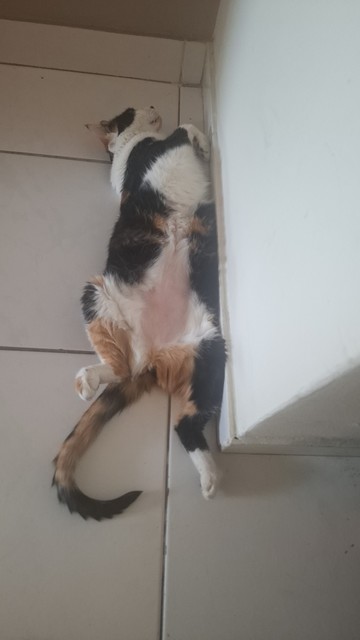 Gata tricolor dormindo numa posição estranha, toda esparramada e arreganhada, em um chão de ladrilho branco.