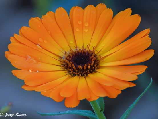 Close-up of a pot marigold flower, with lots of overlapping orange petals, turning more yellow towards the center of the flower.  There are water droplets on some of the petals.