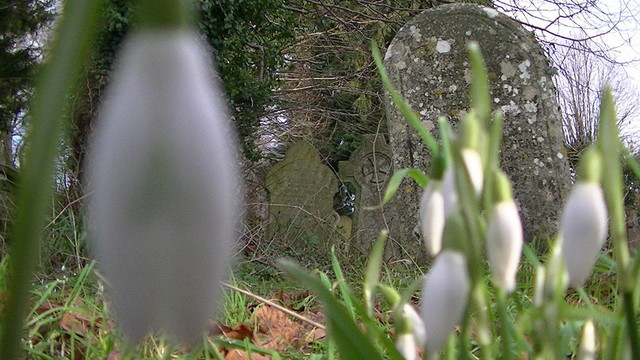 blurry snowdrops in foreground with focused graves in background