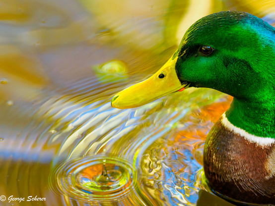 Close-up of the head and neck of a duck on a pond. The duck is on the right side of the image, facing to the left. The duck is making a complicated pattern of waves on the pond that reflect blue, gold and green from the sky and the background.  A single water drop from the duck's bill makes a circular ring of waves in the water.
