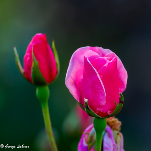 A pink rosebud, starting to open, is in the foreground. In the background is an out of focus red rosebud.  All against an out of focus green background.