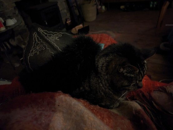 A hat on a cat('s back)