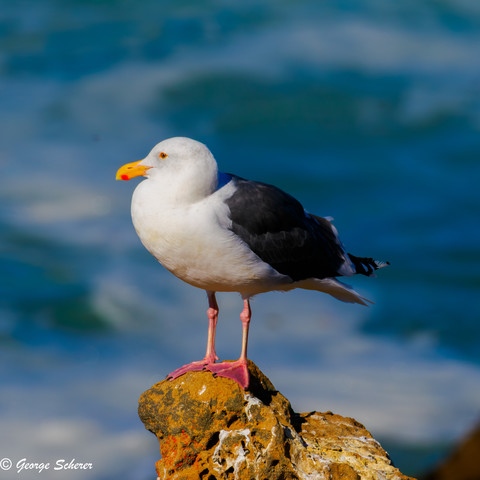 Seagull standing on a tan-colored rock, facing to the left, with the (out of focus) ocean and surf in the background.