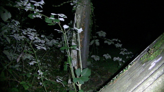 two grave stones with fresh brambles growing, even tho its still January. And in ingland. the grave stone in the foreground has tilted to about forty degrees, like.
oh and its night.