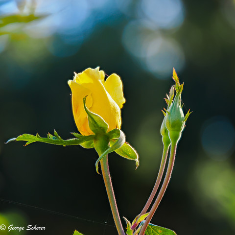 A yellow rosebud, seen from the side, is starting to open.  The background is out of focus and a mixture of dark and light green, with some blue sky at the top.