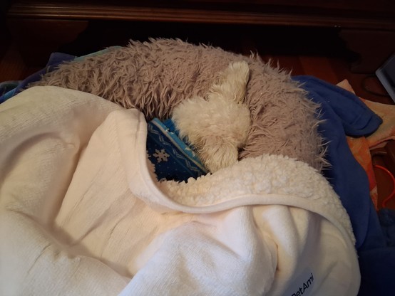 A small white dog wearing a blue sweater in a fuzzy pet bed covered by a white blanket. Her face is buried in the bed, and all you can see is the top of her head and her two floppy ears.