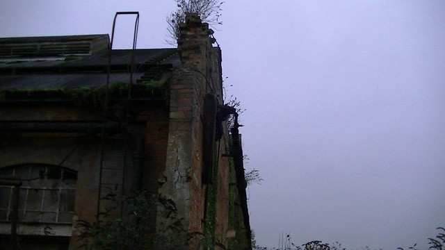 the top corner of a crumbling red brick factory with rusty pipes and ladders, broken windows and buddleia growing out of the cracks. plenty moss too. dull day close to dusk.