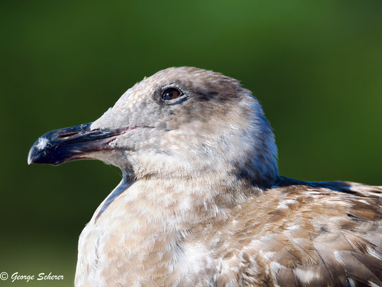 Close-up of the head and shoulders of a juvenile western gull, facing to the left, against an out of focus green background.  The bird's feathers are a mix of white and brown, and its bill is dark grayish black.  