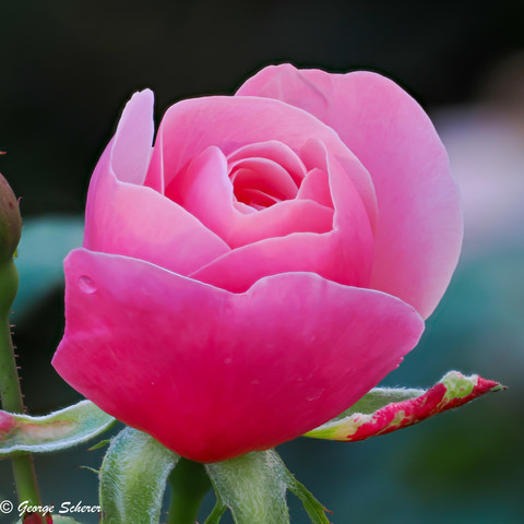 A pink rosebud, partially open seen from the side and slightly above, is starting to open. The background is out of focus.