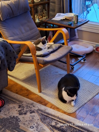 Cats sitting and napping near the furnace outlet.